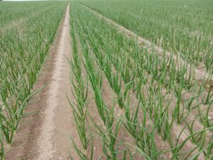 Cebolla dulce crecimiento