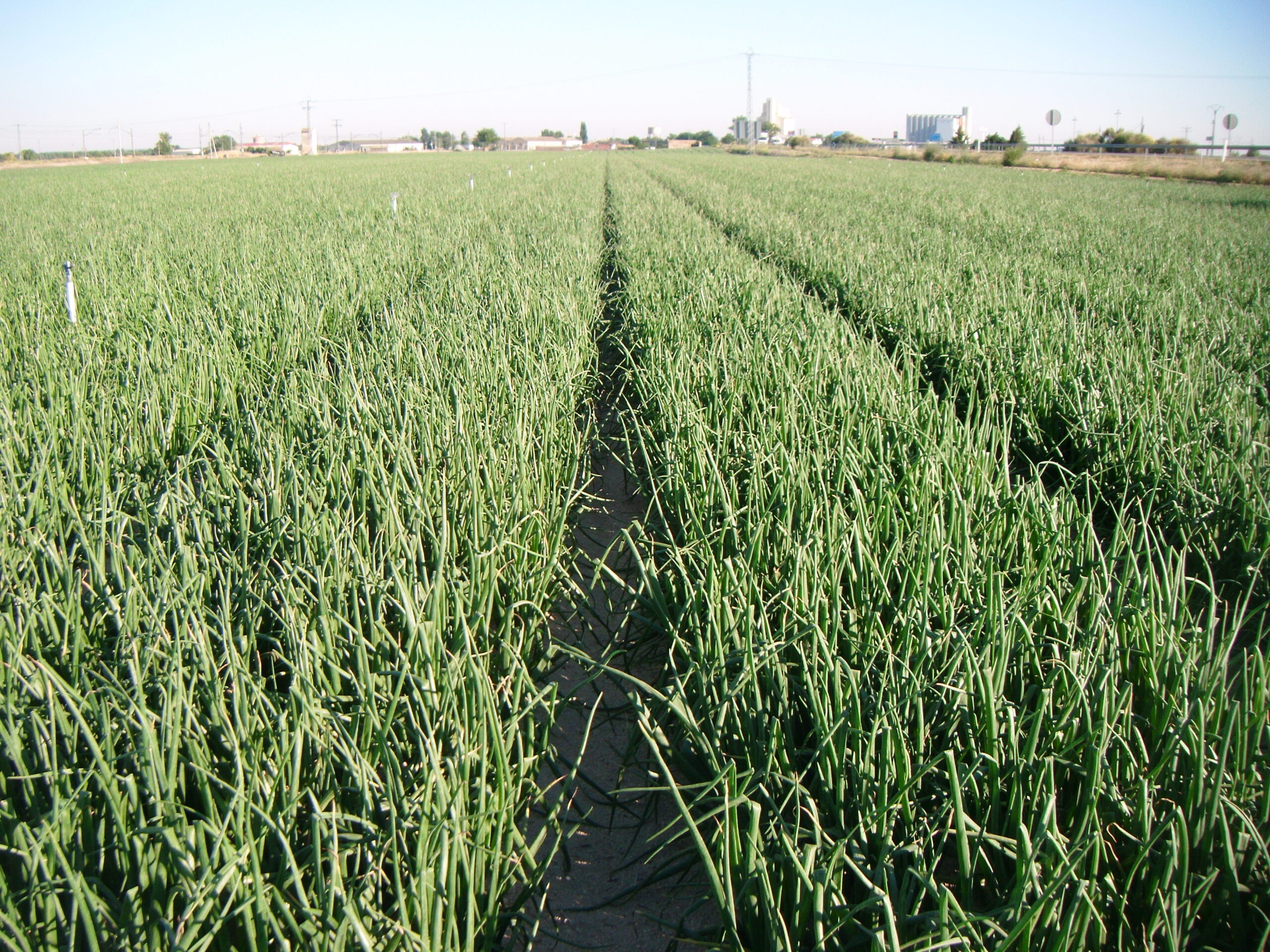 Campo de cebolla