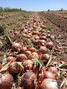 Cebolla producción