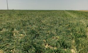 Cebolla volcada producción