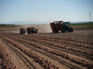 Cebolla recogida