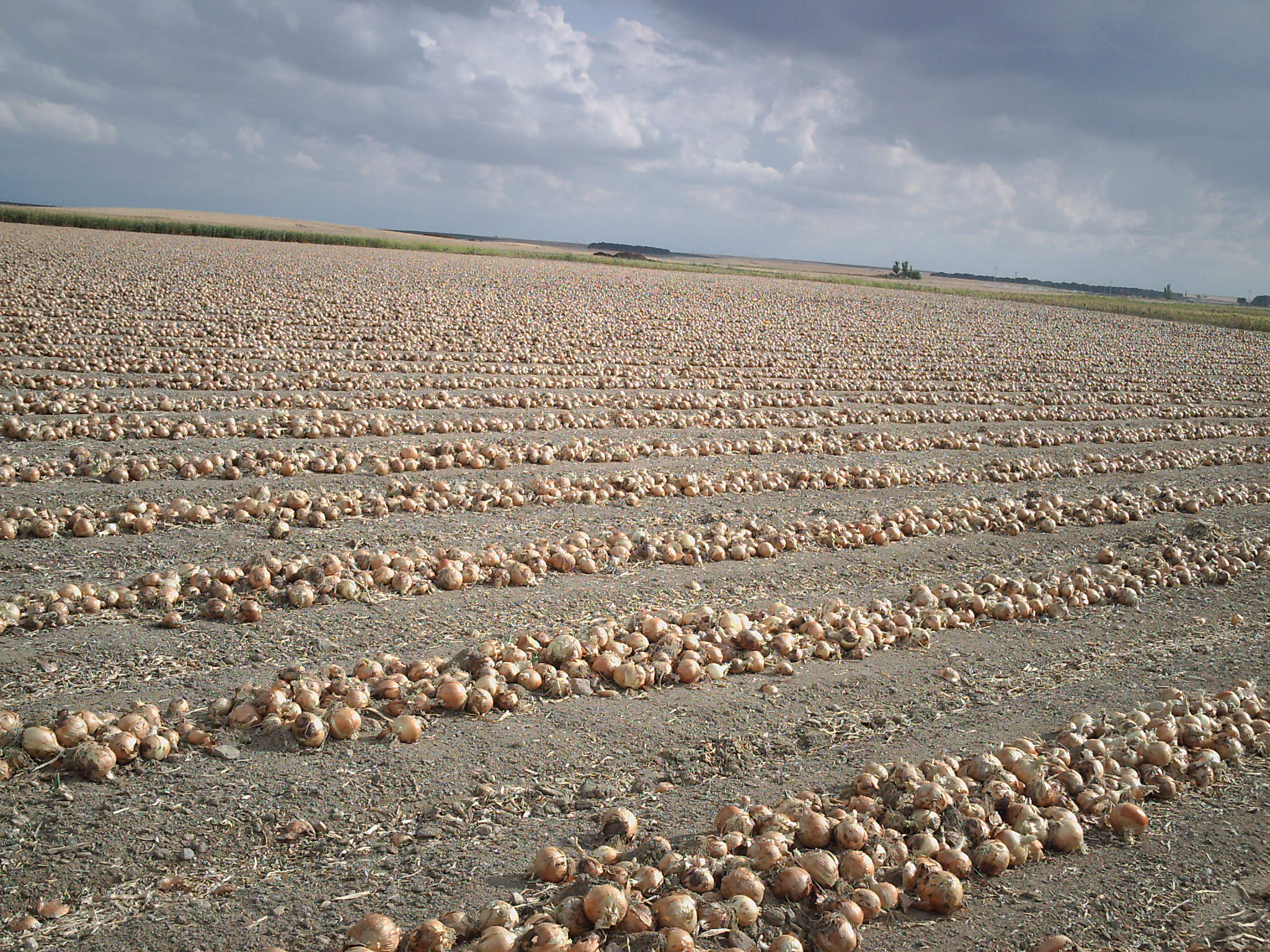 CEBOLLA ARRANCADA LISTA PARA RECOGER