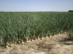 Campo de cebollas