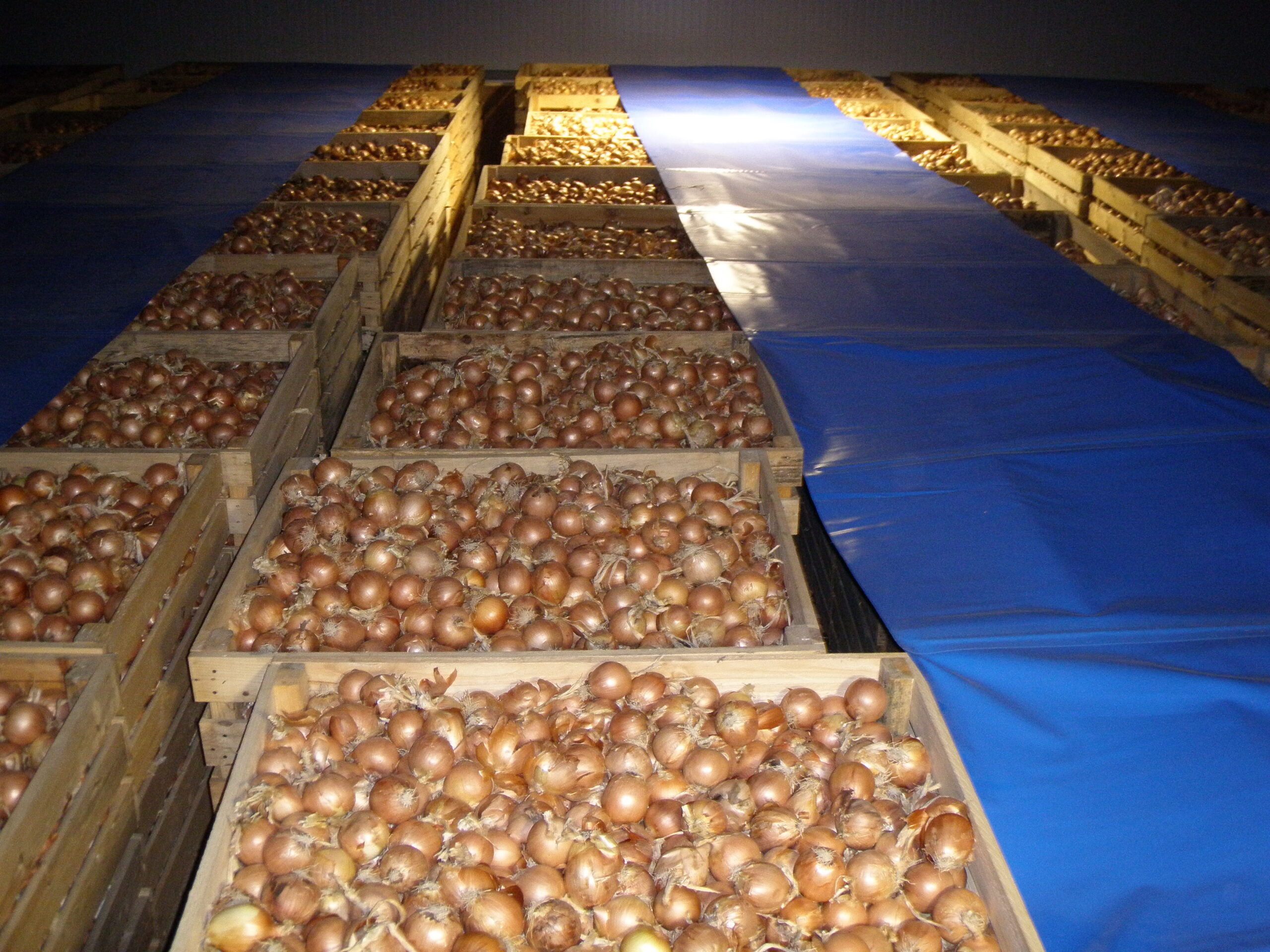 Recolección cebollas